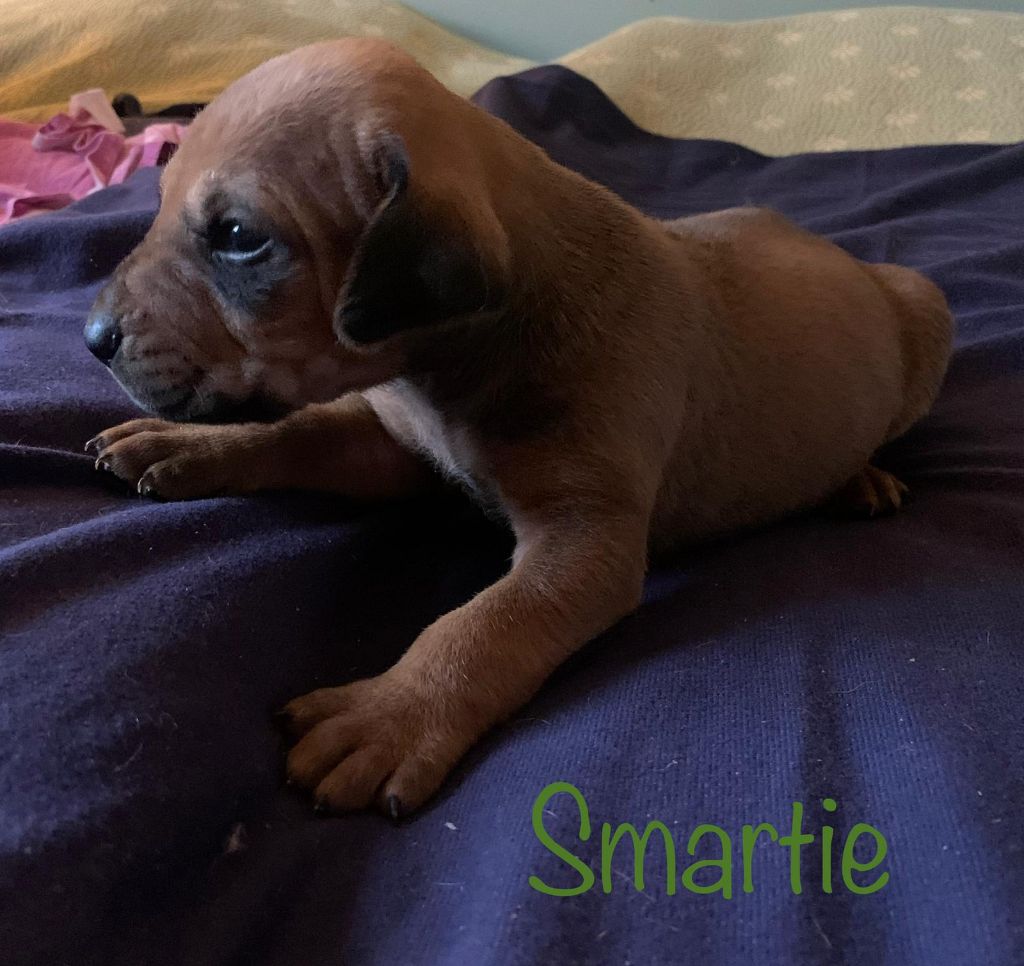 du Soleil Doux - Chiots disponibles - Rhodesian Ridgeback