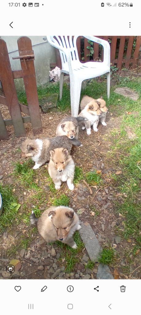 Chiot Colley à poil long du Soleil Doux
