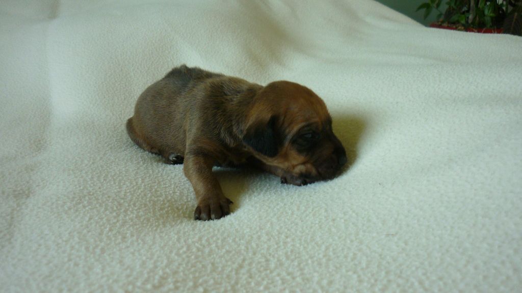 du Soleil Doux - Chiots disponibles - Rhodesian Ridgeback