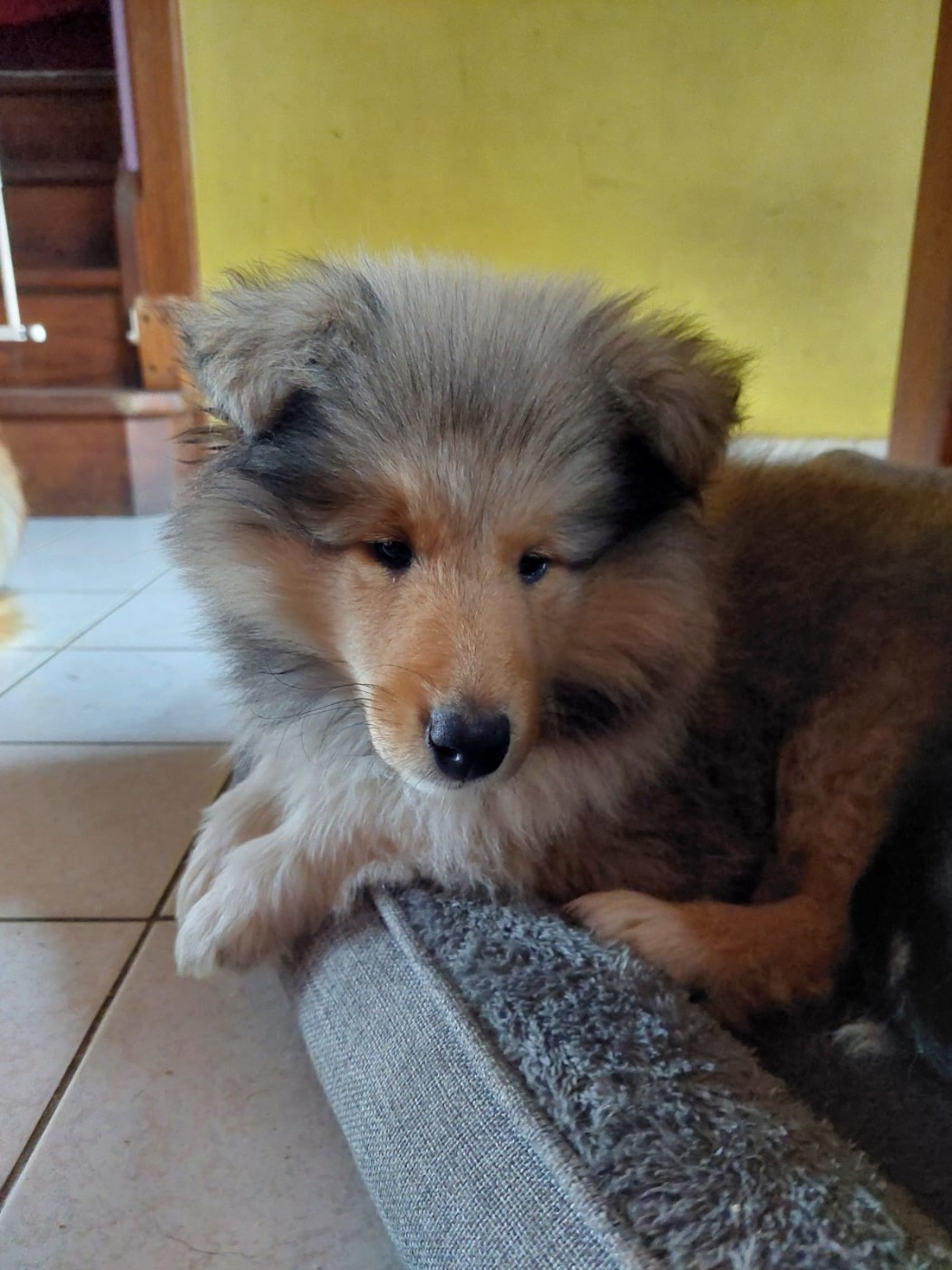 du Soleil Doux - Chiots disponibles - Colley à poil long