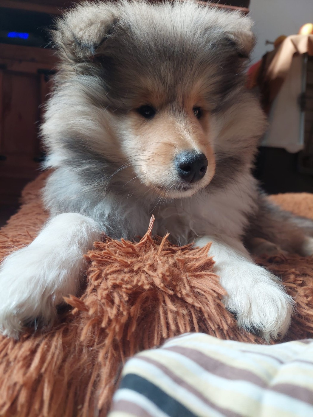 du Soleil Doux - Chiots disponibles - Colley à poil long