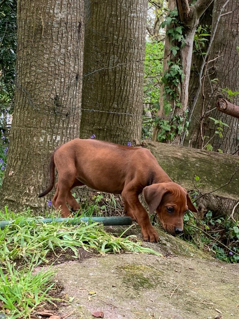 du Soleil Doux - Chiots disponibles - Rhodesian Ridgeback