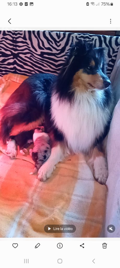 Chiot Colley à poil long du Soleil Doux