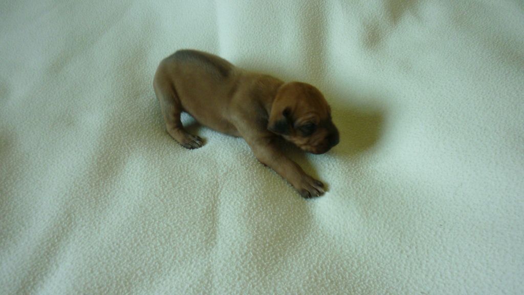 du Soleil Doux - Chiots disponibles - Rhodesian Ridgeback