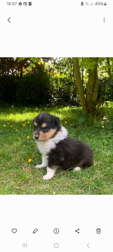 du Soleil Doux - Chiots disponibles - Colley à poil long