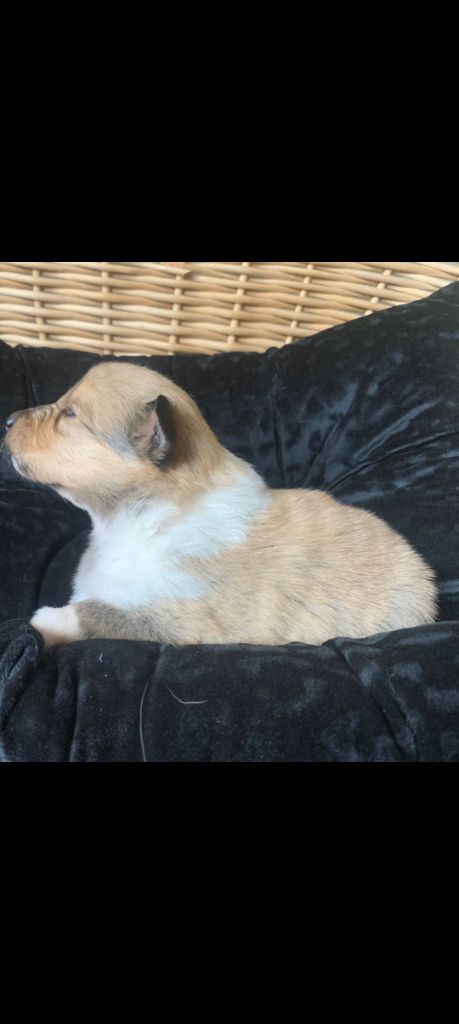 du Soleil Doux - Chiots disponibles - Colley à poil long
