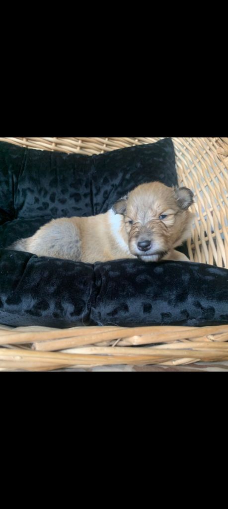 du Soleil Doux - Chiots disponibles - Colley à poil long