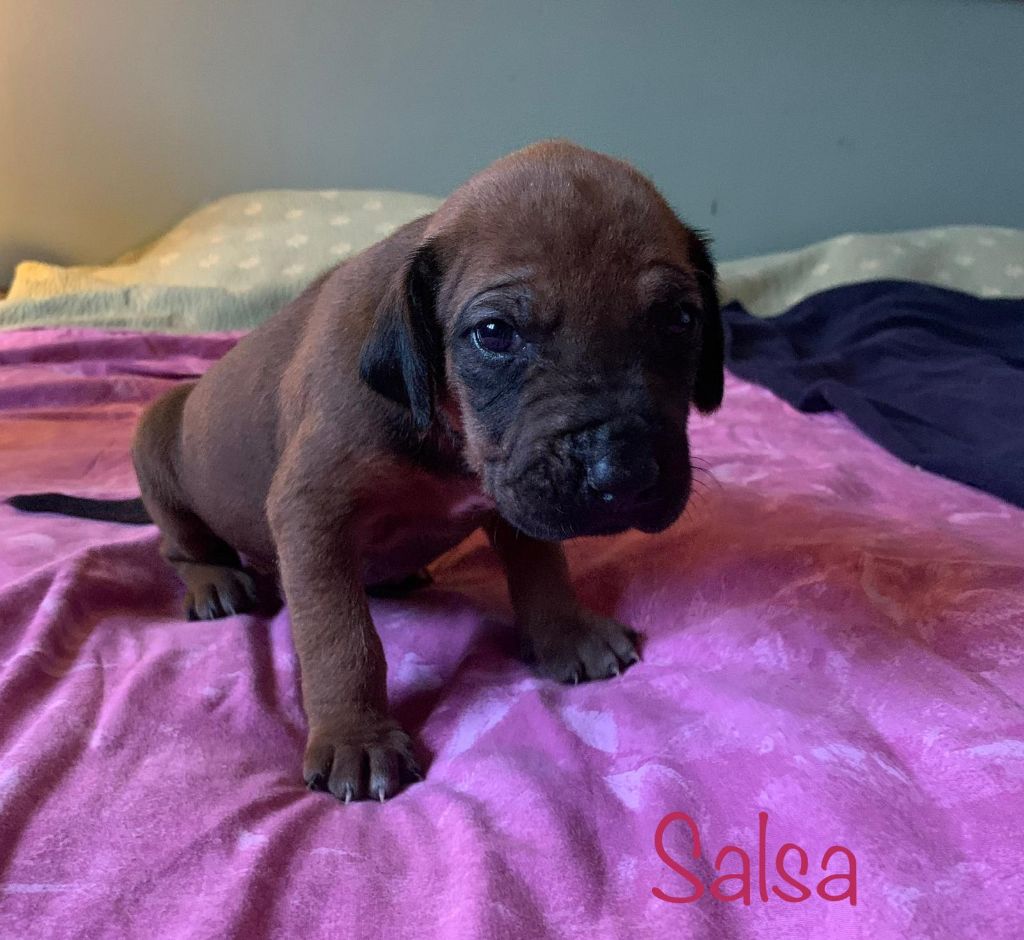 du Soleil Doux - Chiots disponibles - Rhodesian Ridgeback