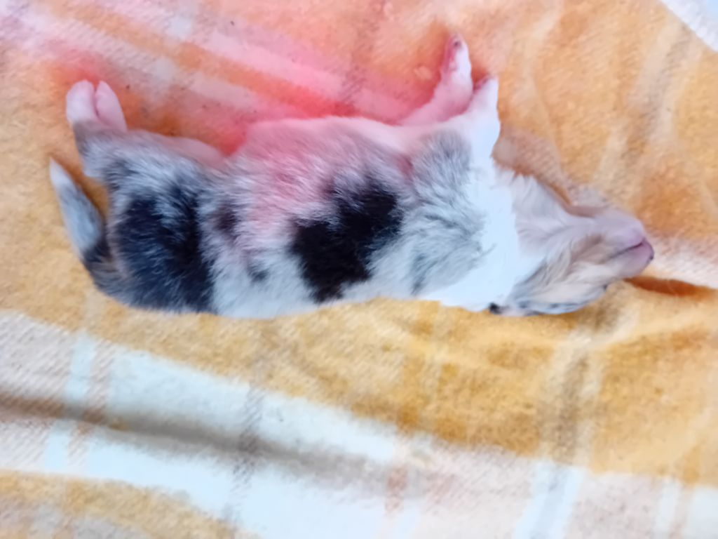du Soleil Doux - Chiots disponibles - Colley à poil long