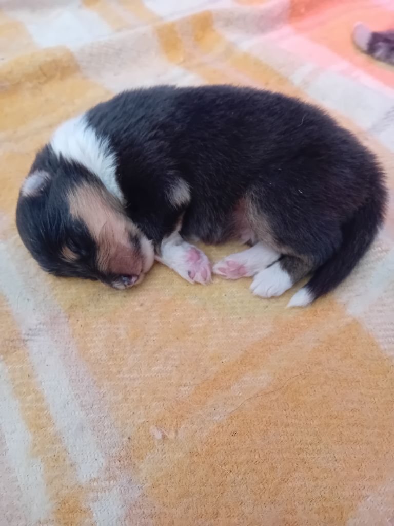 du Soleil Doux - Chiots disponibles - Colley à poil long