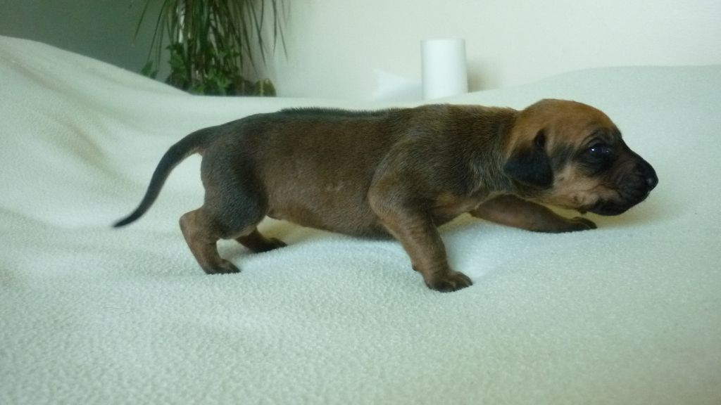 du Soleil Doux - Chiots disponibles - Rhodesian Ridgeback