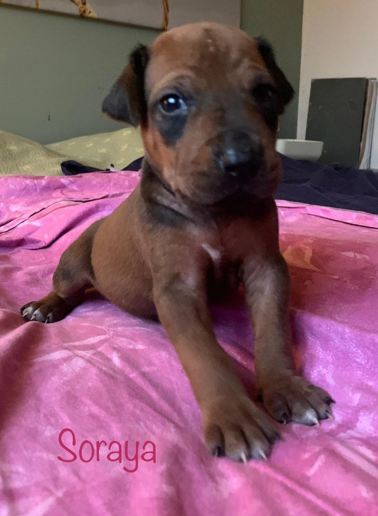 du Soleil Doux - Chiots disponibles - Rhodesian Ridgeback