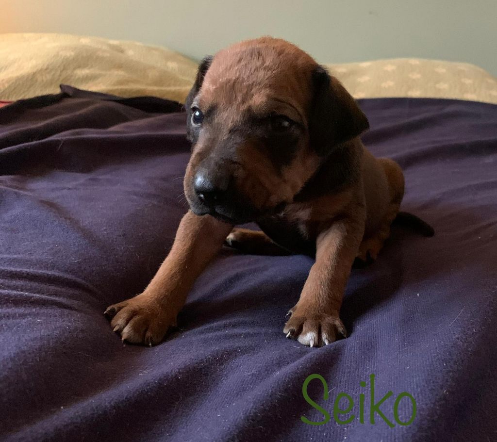 du Soleil Doux - Chiots disponibles - Rhodesian Ridgeback