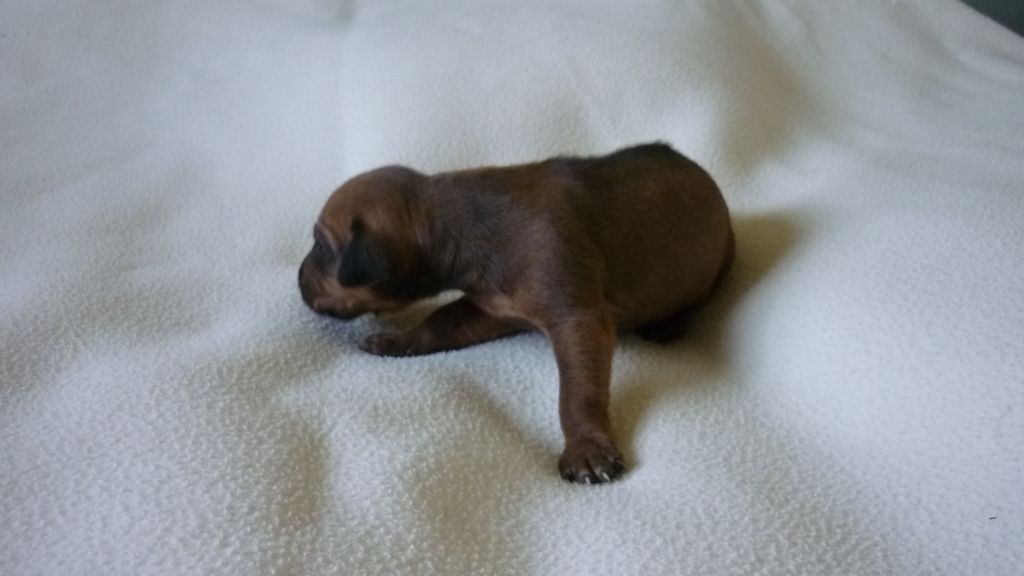 du Soleil Doux - Chiots disponibles - Rhodesian Ridgeback