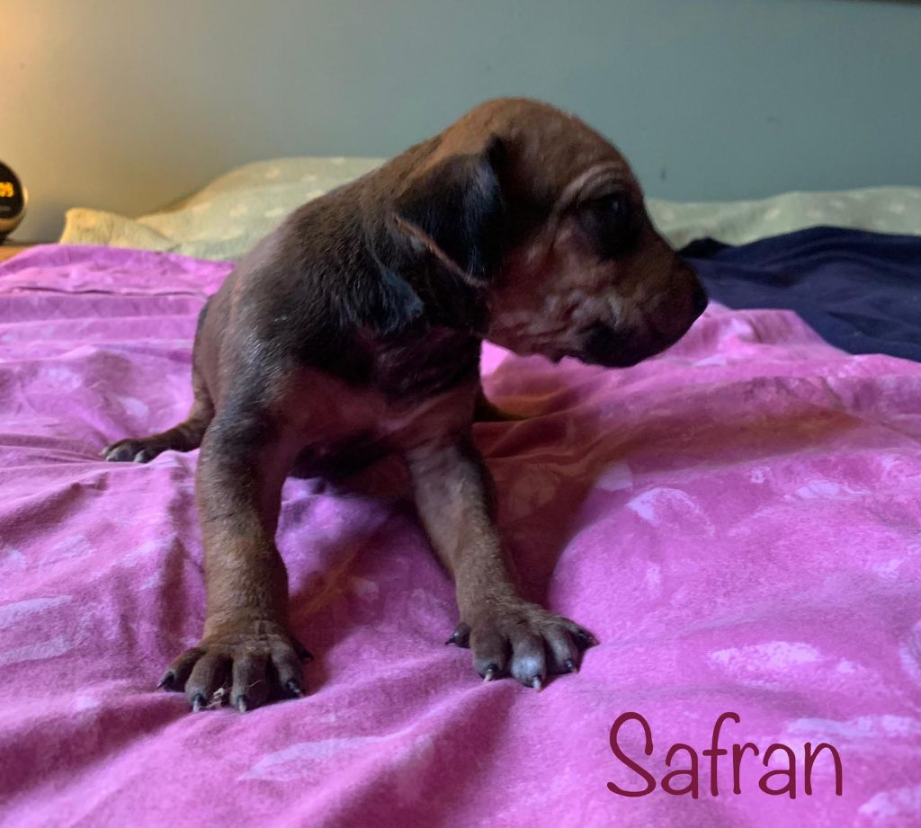 du Soleil Doux - Chiots disponibles - Rhodesian Ridgeback