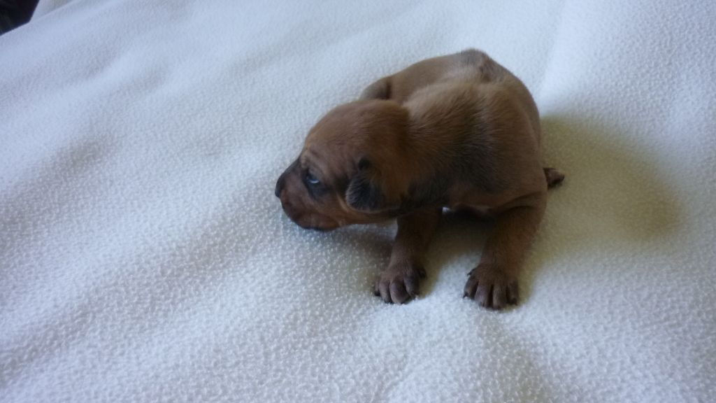 du Soleil Doux - Chiots disponibles - Rhodesian Ridgeback